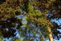 Green pine branches with young cones against the blue sky Royalty Free Stock Photo